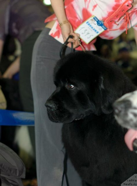 Фотография № 62304