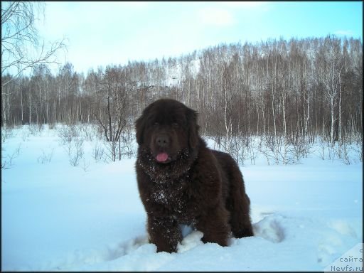 Фотография № 62317