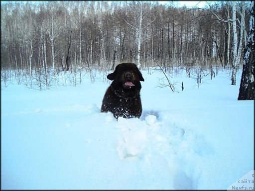 Фотография № 62321