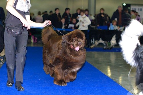 Фото: ньюфаундленд Take it Slowly Quero