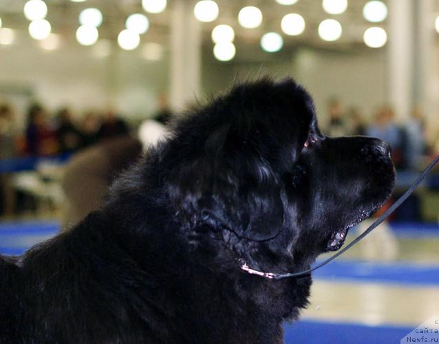 Фото: ньюфаундленд King of Helluland Just Beautiful