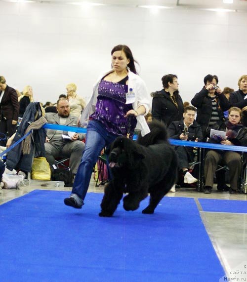 Фото: ньюфаундленд Beguschaya po Volnam Show Must Co On (Бегущая по Волнам Схоу Муст Го Он)