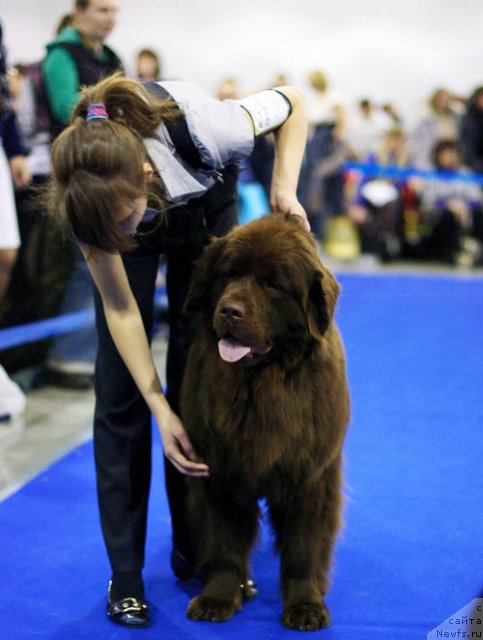 Фото: ньюфаундленд Ocharovashka s Berega Dona (Очаровашка с Берега Дона)