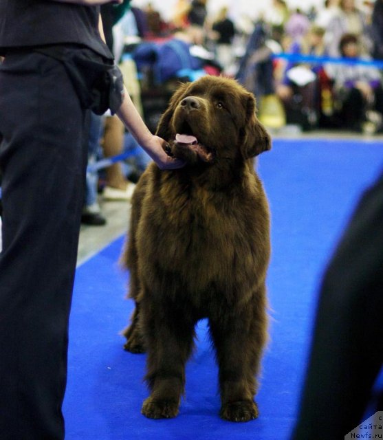Фото: ньюфаундленд Ocharovashka s Berega Dona (Очаровашка с Берега Дона)