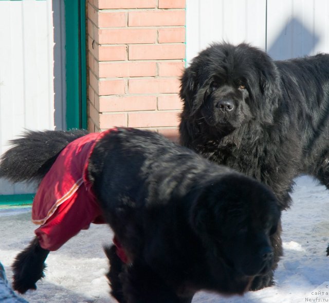 Фото: ньюфаундленд Ygan s Toyanova Gorodka (Юган с Тоянова Городка), ньюфаундленд Izumrudnaya Laguna Argona (Изумрудная Лагуна Аргона)