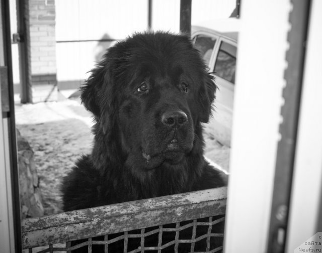 Фото: ньюфаундленд Izumrudnaya Laguna Argona (Изумрудная Лагуна Аргона)