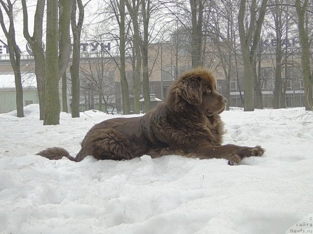 Фото: ньюфаундленд Krasota CHistogo Zolota (Красота Чистого Золота)