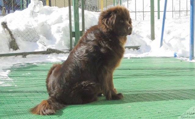 Фото: ньюфаундленд Krasota CHistogo Zolota (Красота Чистого Золота)