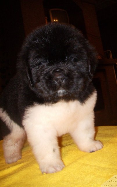 Фото: ньюфаундленд Super Premium Znamenitoy Budu YA (Супер Премиум Знаменитой Буду Я)