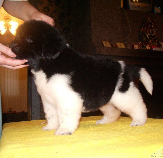 Фото: ньюфаундленд Super Premium Znamenitoy Budu YA (Супер Премиум Знаменитой Буду Я)