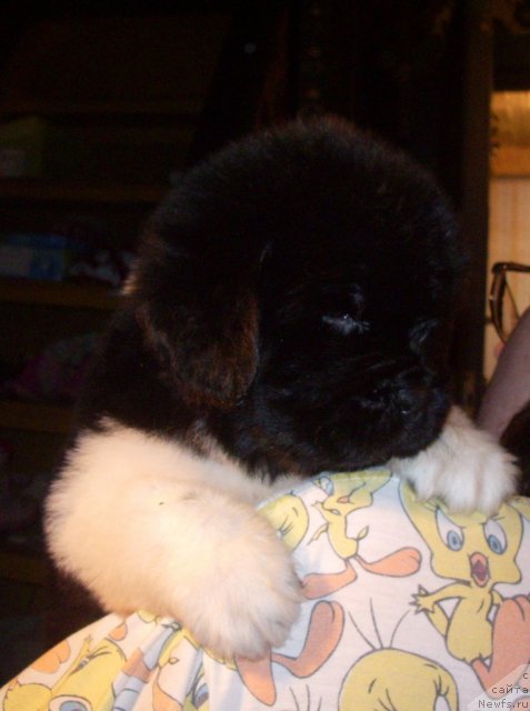 Фото: ньюфаундленд Super Premium Znamenitoy Budu YA (Супер Премиум Знаменитой Буду Я)