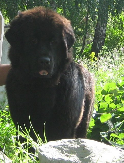 Фото: ньюфаундленд Imperatorskiy Kapriz Ikariya (Императорский Каприз Икария)