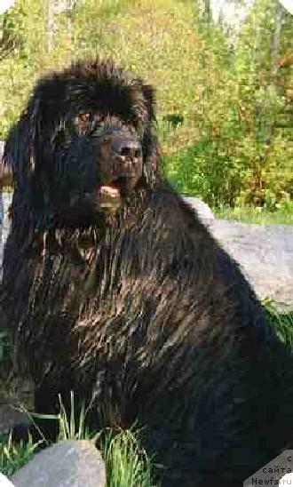 Фото: ньюфаундленд Obush SHed YEfiopiya (Обуш Шед Эфиопия)