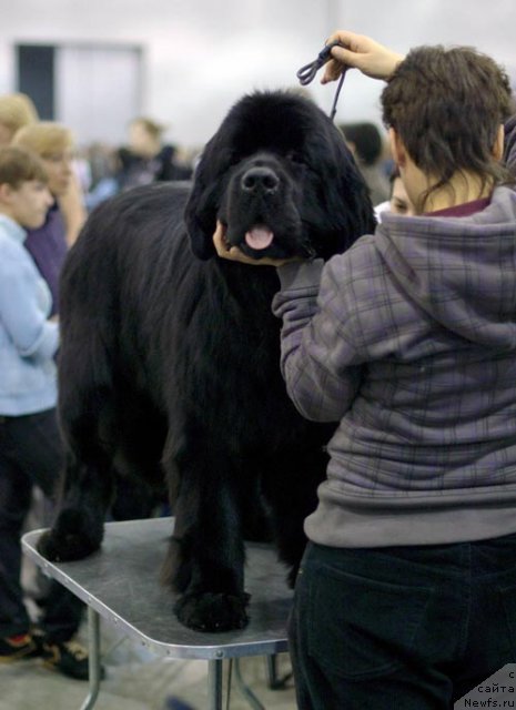 Фотография № 62401