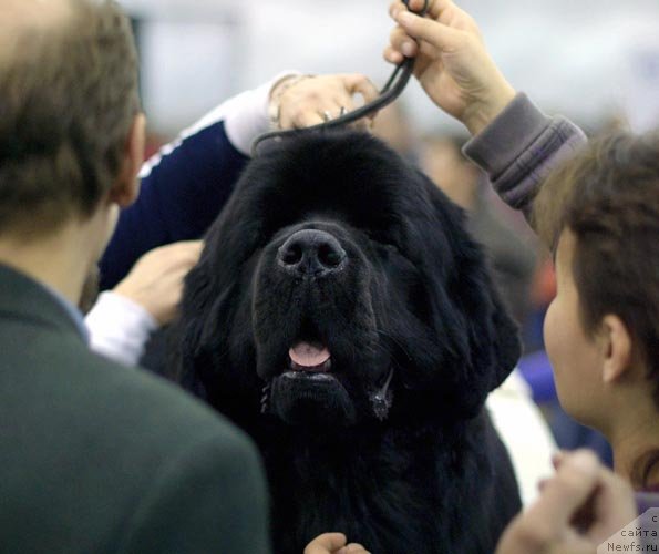 Фото: ньюфаундленд Aquatoriya Kelvin Kilimandzharo (Акватория Келвин Килиманджаро)