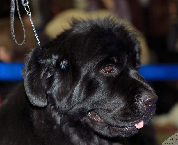 Фото: ньюфаундленд Aquatoriya Kelvin Inspirit Life (Акватория Келвин Инспирит Лайф)