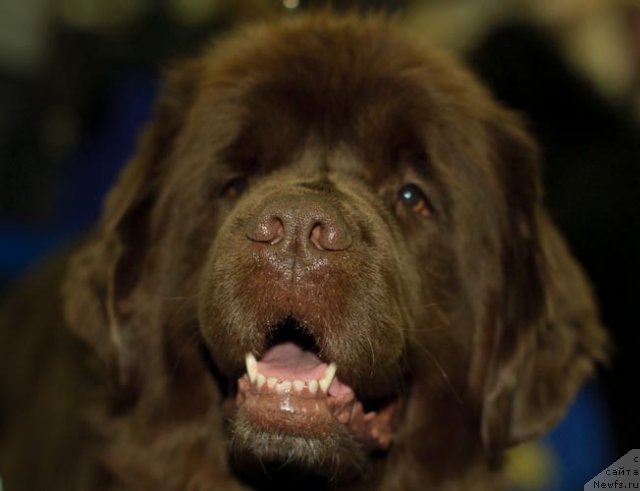 Фотография № 62407