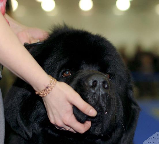 Фото: ньюфаундленд Amulet Lyubvi i Schastya (Амулет Любви и Счастья)