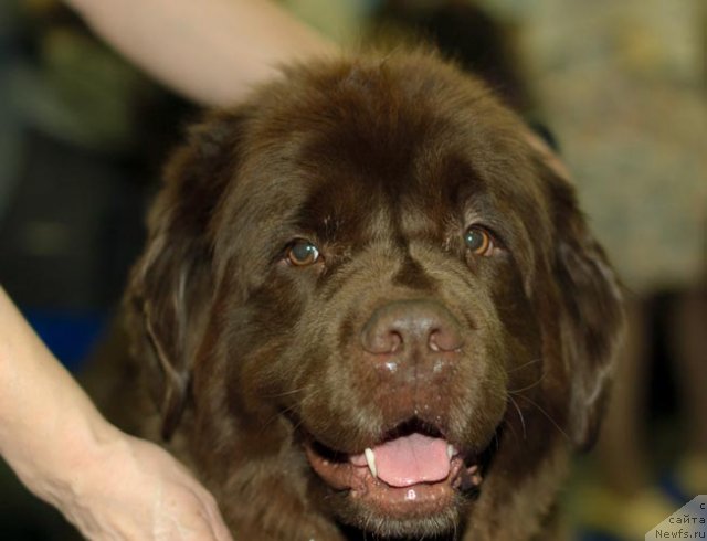 Фотография № 62414