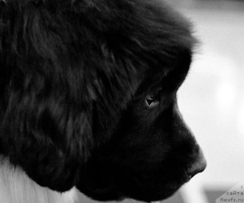 Фотография № 62416