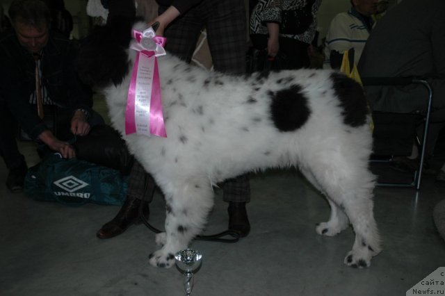Фото: ньюфаундленд Fenix du Puy de Vendegre