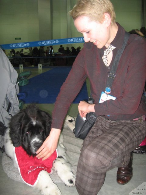 Фото: ньюфаундленд Fenix du Puy de Vendegre