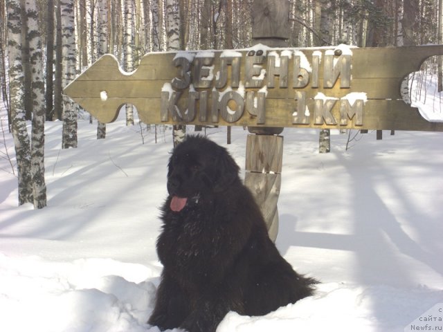 Фото: ньюфаундленд Baryishnya (Барышня)