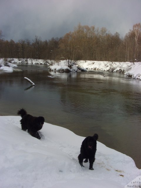 Фото: ньюфаундленд Baryishnya (Барышня), ньюфаундленд Lesnaya Skazka Lunnaya Sonata (Лесная Сказка Лунная Соната)