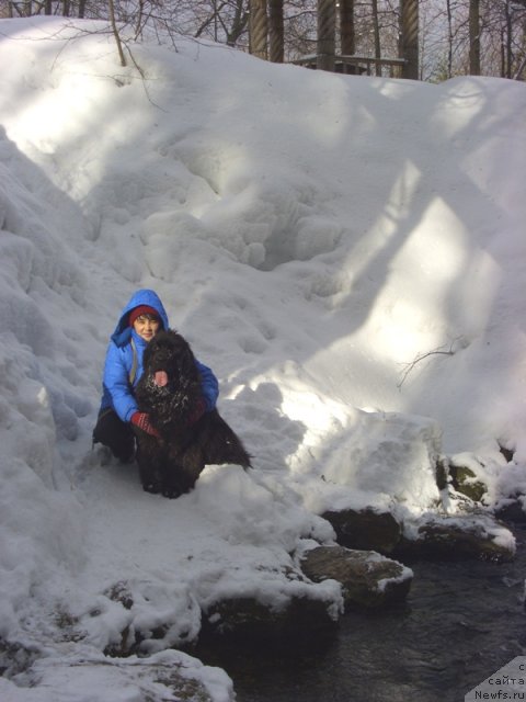 Фото: ньюфаундленд Baryishnya (Барышня), Galiya Gizatullina (Галия Гизатуллина)