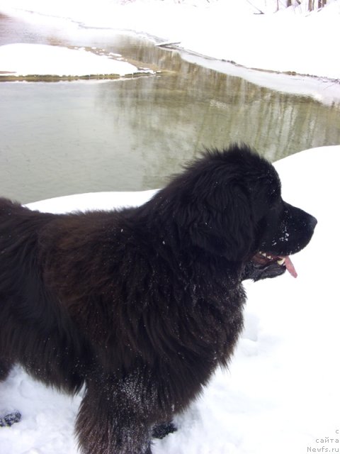 Фото: ньюфаундленд Baryishnya (Барышня)