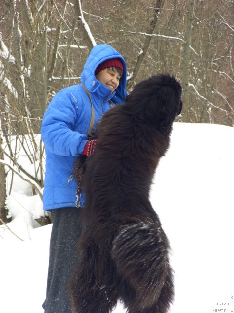 Фото: ньюфаундленд Baryishnya (Барышня), Galiya Gizatullina (Галия Гизатуллина)
