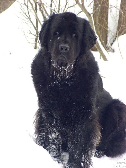 Фото: ньюфаундленд Lesnaya Skazka Lunnaya Sonata (Лесная Сказка Лунная Соната)