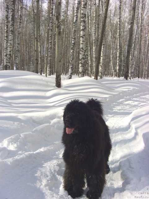 Фото: ньюфаундленд Baryishnya (Барышня)