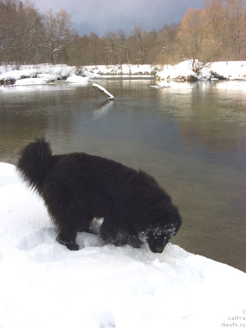 Фото: ньюфаундленд Baryishnya (Барышня)