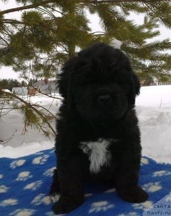 Фото: Оливрико Аврора