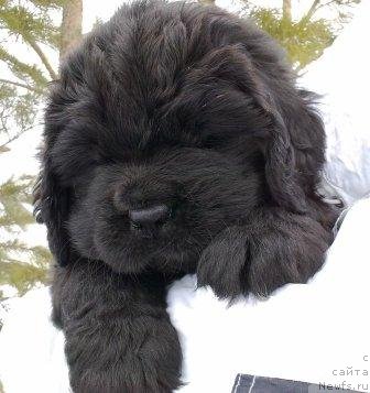 Фото: Оливрико Аврора