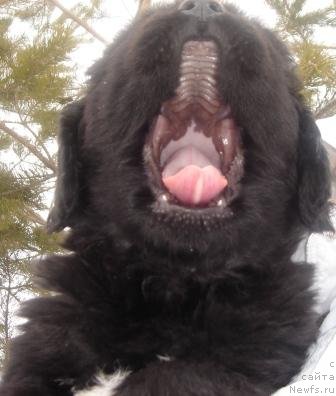 Фото: Оливрико Аврора