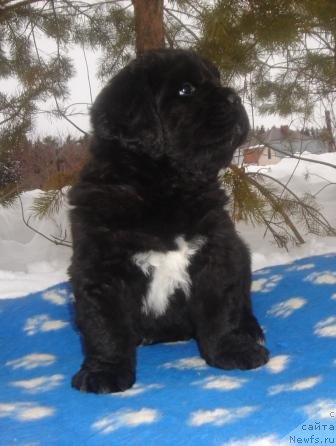 Фото: Оливрико Аврора