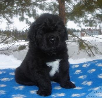 Фото: Оливрико Аврора