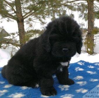 Фото: Оливрико Армани Росси