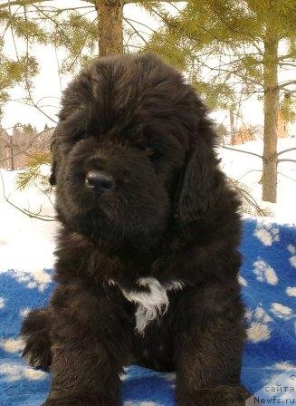 Фото: Оливрико Аватар