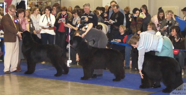 Фото: ньюфаундленд Aquatoriya Kelvin Kilimandzharo (Акватория Келвин Килиманджаро), ньюфаундленд Beginning With Glory iz Volotova, ньюфаундленд Midnight Lady's Voodoo Priest