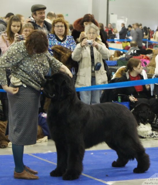 Фото: ньюфаундленд Aquatoriya Kelvin Kilimandzharo (Акватория Келвин Килиманджаро)