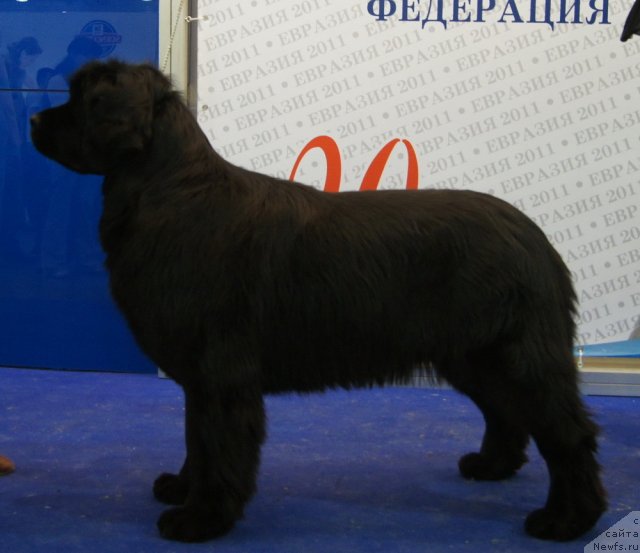 Фото: ньюфаундленд Aquatoriya Kelvin Inspirit Life (Акватория Келвин Инспирит Лайф)