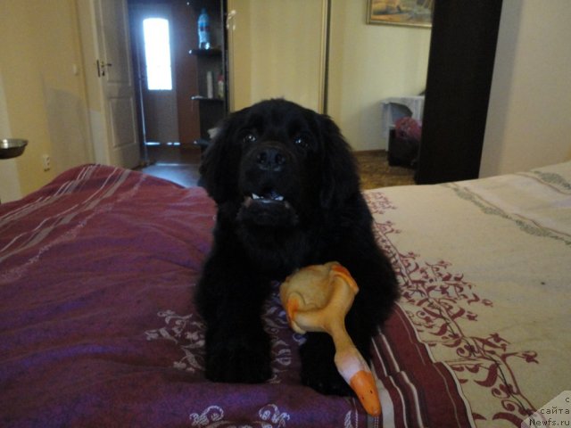 Фото: ньюфаундленд Smigar Vasabi Boy (Смигар Васаби Бой)