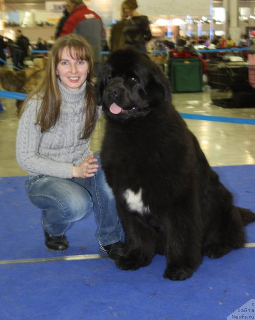 Фото: ньюфаундленд Beguschaya po Volnam Regatta Katti Sark (Бегущая по Волнам Регатта Катти Сарк), YUliya Naumova (Юлия Наумова)