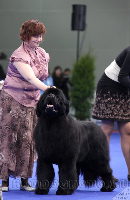 Фото: ньюфаундленд Aquatoriya Kelvin Impressa (Акватория Келвин Импресса)