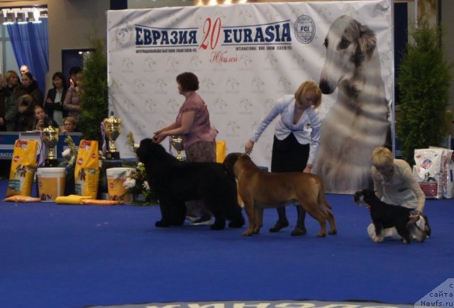 Фото: ньюфаундленд Aquatoriya Kelvin Impressa (Акватория Келвин Импресса)