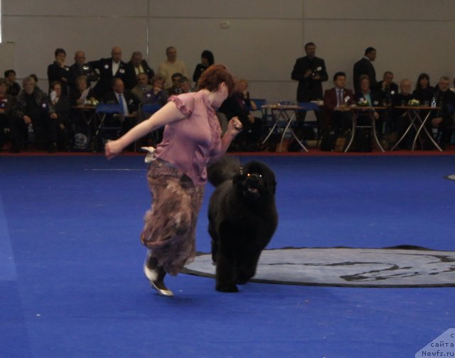 Фото: ньюфаундленд Aquatoriya Kelvin Impressa (Акватория Келвин Импресса)