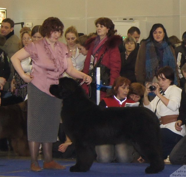 Фото: ньюфаундленд Aquatoriya Kelvin Impressa (Акватория Келвин Импресса)